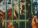 TYGERS OF PAN TANG 