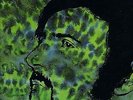 Dick Domane Lp - Rare 1970 Pop Psych - HEAR