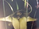 Psychic TV ?– Dreams Less Sweet SEALED Angry Love VINYL LP