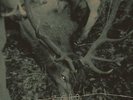 Hungry Dogs (In The Backyard) [VINYL] Vinyl