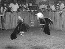 Don't Wake The Riot - Black Pistol Fire (2016, Vinyl NEW)