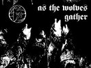 FORGOTTEN WOODS - as the wolves gather - LP 2007 - (No Colours Records)