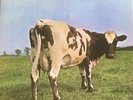 PINK FLOYD ATOM HEART MOTHER LP HARVEST UK 1970 A6/B6 MATRIX HTM CUT