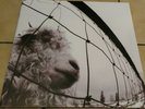Pearl Jam V's Vitalogy 180g Reissue Sony legacy LP's Vinyl