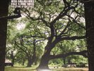 Noel Gallagher High Flying Birds Signed The Dying of The Light Vinyl COA