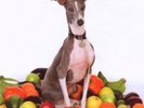 Shellac - Excellent Italian Greyhound  Vinyl LP 9  Tracks Alternative Rock  NEW