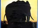 Soft Head-Rogue Element (Hugh Hopper, Elton Dean, Alan Gowen, Dave Sheen) UK LP