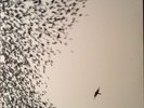 Wilco - Sky Blue Sky [Vinyl]