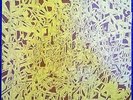 DEEP FREEZE MICE HANG ON CONSTANCE 1985 LP diy avant art pop r stevie moore