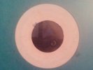 Unknown Wirl GF 3392-1 - Jackie Opel-The Lord Is With Me- FC 3448 -VG-