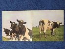 Pink Floyd Atom Heart Mother lp vinile uk SHVL 781edizione inglese