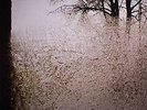 BON IVER For Emma Forever Ago VINYL LP RARE
