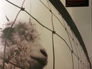 Pearl Jam - VS 2LP Vinyl Record 180g NEW SEALED
