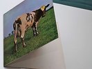 Pink Floyd Mega RARE Misprint Fehldruck Atom Heart Mother BITTE LESEN