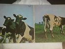 PINK FLOYD - ATOM HEART MOTHER - VERY RARE 1970 (SHVL 781) NZ COPY VG COND