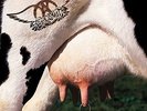 Get A Grip (2 LP) - AEROSMITH [2x LP]