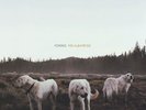 Albatross - Foxing (2014, Vinyl NEW)