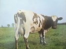 Pink Floyd – Atom Heart Mother, 1970 LP Harvest SHVL 781 – with EMI logos