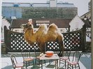 WILCO (THE ALBUM) ORIG NONESUCH 180 GRAMM LP 2009 mint-