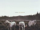 Foxing-The Albatross  (US IMPORT)  VINYL LP NEW