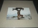 SHELLAC Dude Incredible (LP + CD) (180 gram vinyl) (Big Black / Rapeman)