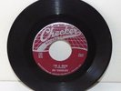 Bo Diddley Web Top Checker #814 