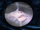 The Damned Strawberries picture disc