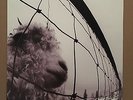 Pearl Jam – Vs. (1993) Vinyl LP Record Album Rock Grunge Remastered Nirvana