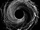 Dysnomia, Dawn of Midi, Vinyl, 4050486110416