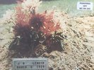 J.B. Lenoir: J.B. Lenoir-March 5 1929-April 29 1967-1970 Polydor Promo Stereo LP