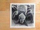 The Anal Fleas - Landlord EP - rectal records 1982 original KBD oi  RoR isd