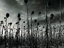 Anastasis by Dead Can Dance (Vinyl, Aug-2012,(PIAS) America (label)