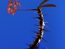 Flume – Skin Companion EP II Vinyl 2017