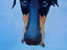 Big Country tour programme Why The Long Face Tour 1995 UK TOUR PROGRAMME 1995
