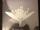 Copeland IXORA TWIN 7