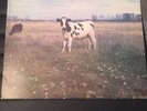 Pink Floyd Screaming Abdabs Dark Side of the Moo LP Near Mint  Trixie CUD-382-A