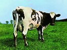 PINK FLOYD-ATOM HEART MOTHER (GATE) (OGV)  VINYL LP NEUF