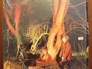 ECHO AND THE BUNNYMEN Crocodiles Vinyl LP 1980 Sire NM The Cure Smiths Siouxsie