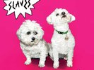 Slaves - Are You Satisfied? (Vinyl 12