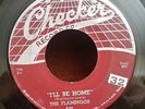 Flamingos Checker 830 