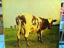 RARE LP PINK FLOYD Atom Heart Mother UK 1st Press 1970 HARVEST VINYL