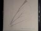 Moths - Halfdan's Daughter  Lathe Cut 7