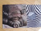 KIN PING MEH-No2  KRAUTROCK ORIGINAL ZEBRA MINT