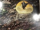 Gazzetta PROG ROCK ITALIANO 3^ POLLUTION F.Battiato