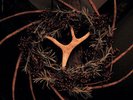 DARKWOOD - Erntefeuer 10