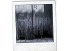 PETER HAMMILL From The Trees LP VINYL 10 Track With Insert (fie9138v) Released