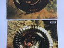 *Sealed*  NINE INCH NAILS (NIN) Closer & Closer to God  VINYL LP set -1994-UK