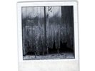 Peter Hammill-From The Trees  VINYL NEW