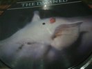 The Damned Strawberries Picture Disc VINYL LP Punk NM