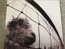 Pearl Jam Vs Vinyl Original Vinyl Not Remasterd Version Eddie Vedder